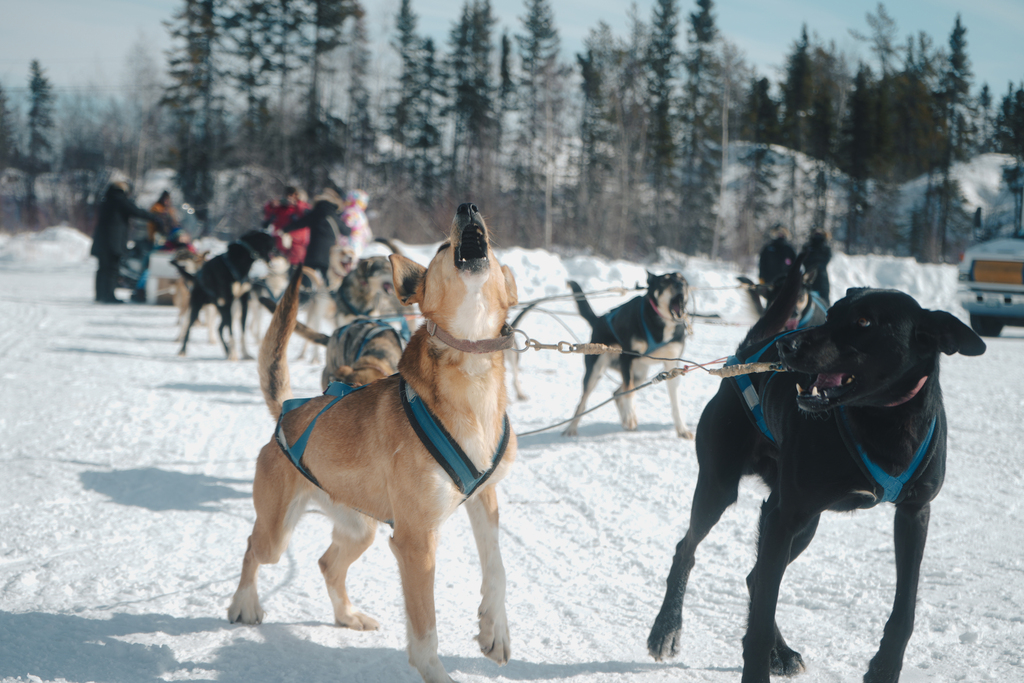 加拿大黃刀鎮｜雪地狂奔狗拉雪橇體驗、加拿大錦標賽