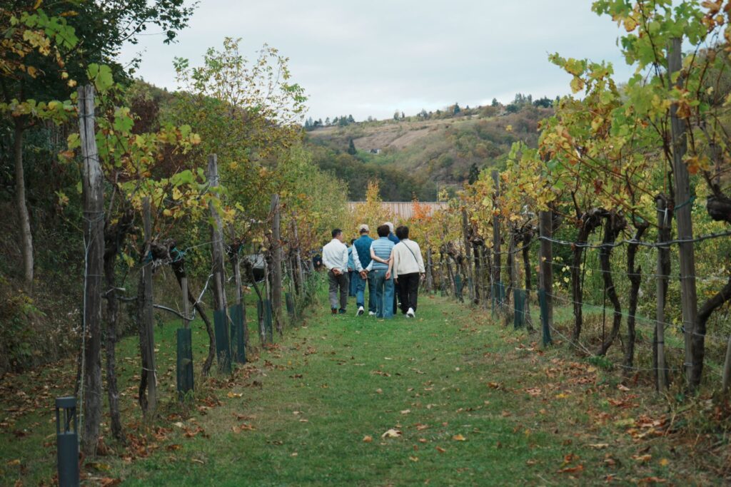 整個瓦豪河谷都是奧地利重要的葡萄酒產地