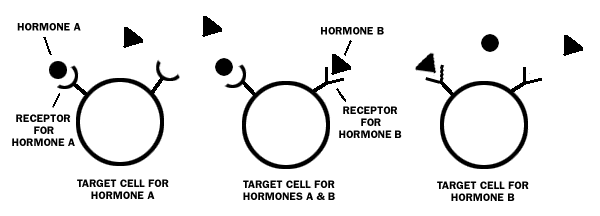 當賀爾蒙被運送到目標靶細胞target cell後，與細胞內或胞膜上的受體結合